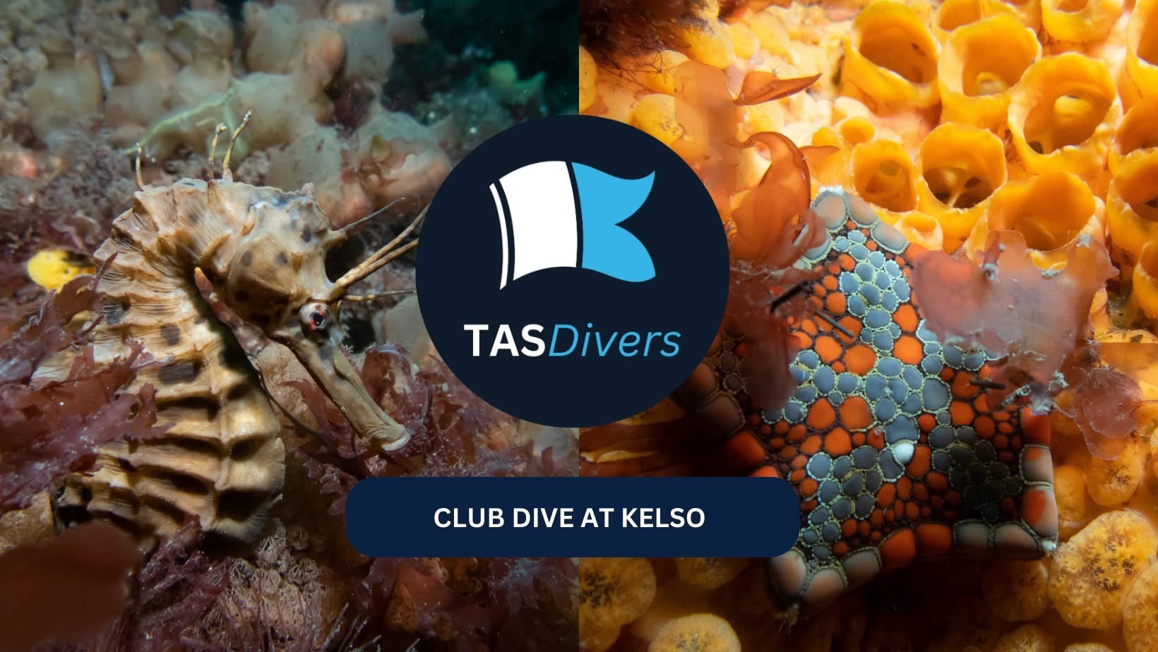 26th March | Club Dive | Kelso