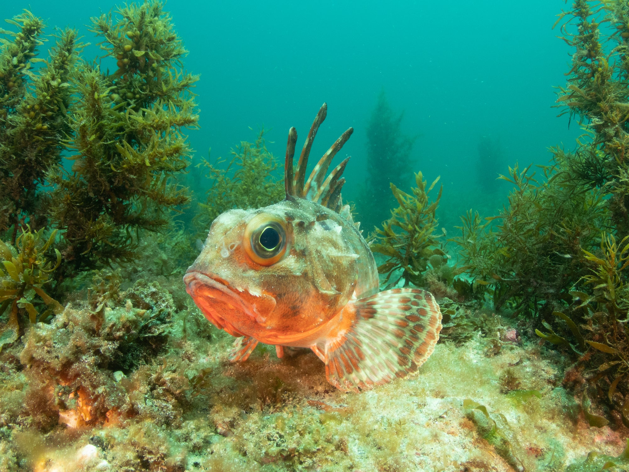 Guided Dive