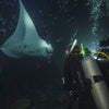 Night Diver