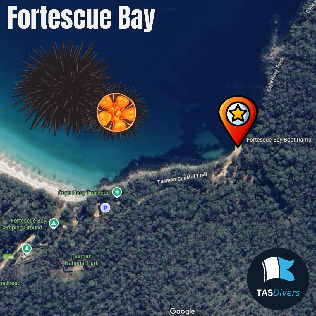 Longspined sea urchin culling, catching & tasting | Fortescue Bay | 23rd October