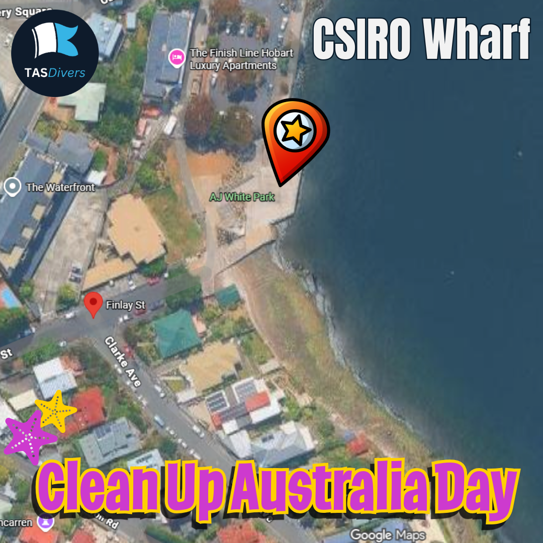 1st March 2026 | Club Dive *Clean Up Australia Day* | CSIRO Wharf