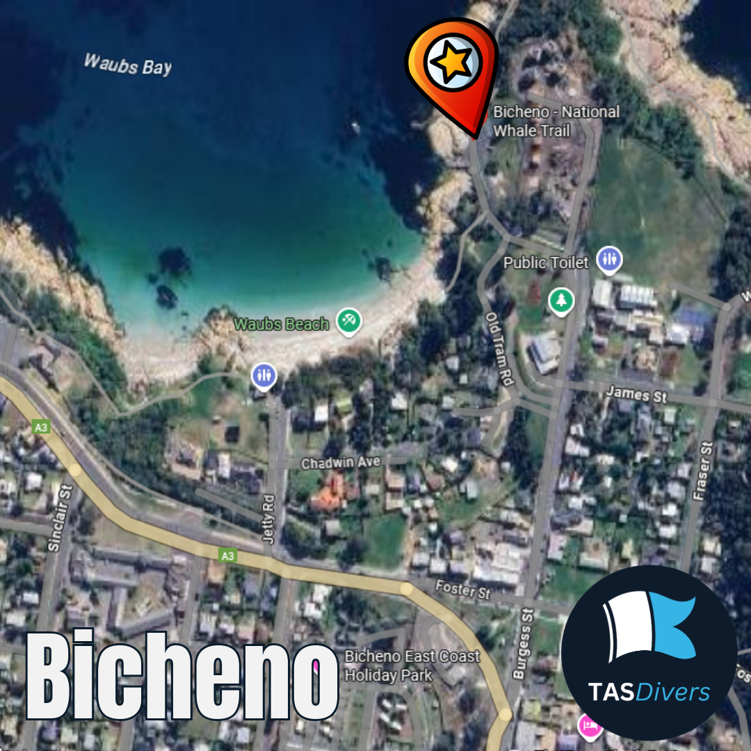 🎄Club Dive | Bicheno